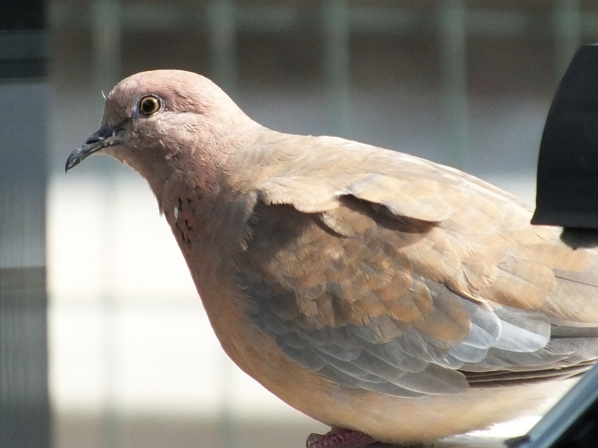 Laughing Dove - ML638710033