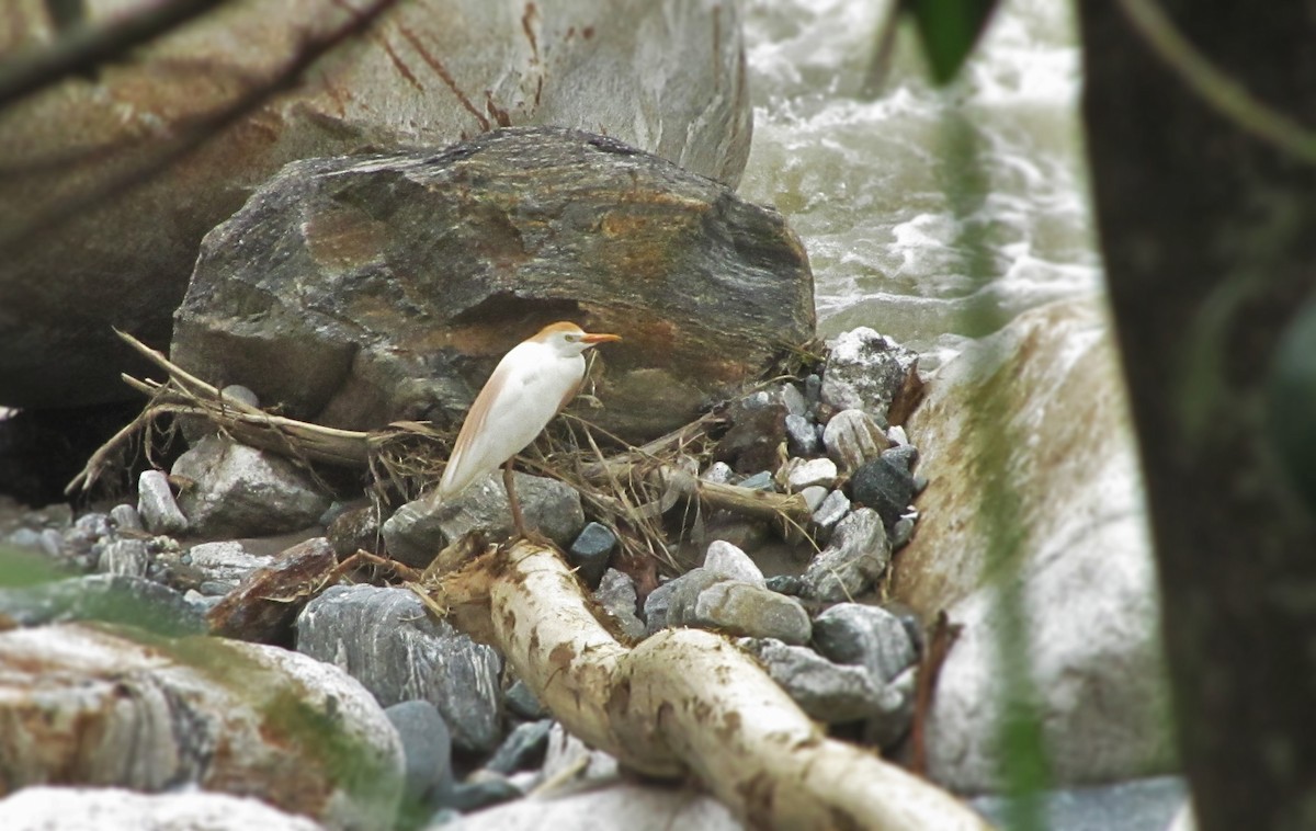 Western Cattle-Egret - ML638710064