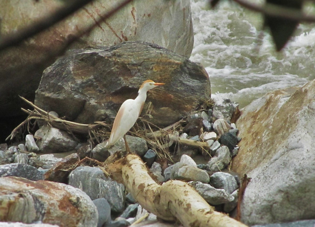 Western Cattle-Egret - ML638710081