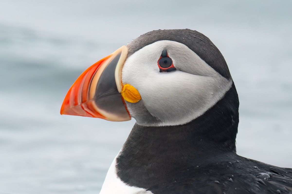 Atlantic Puffin - ML638710090