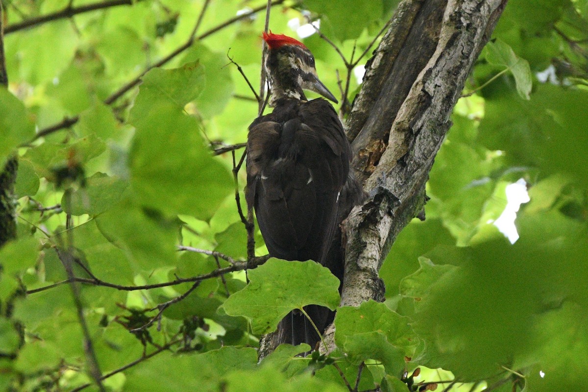 Pileated Woodpecker - ML638710095