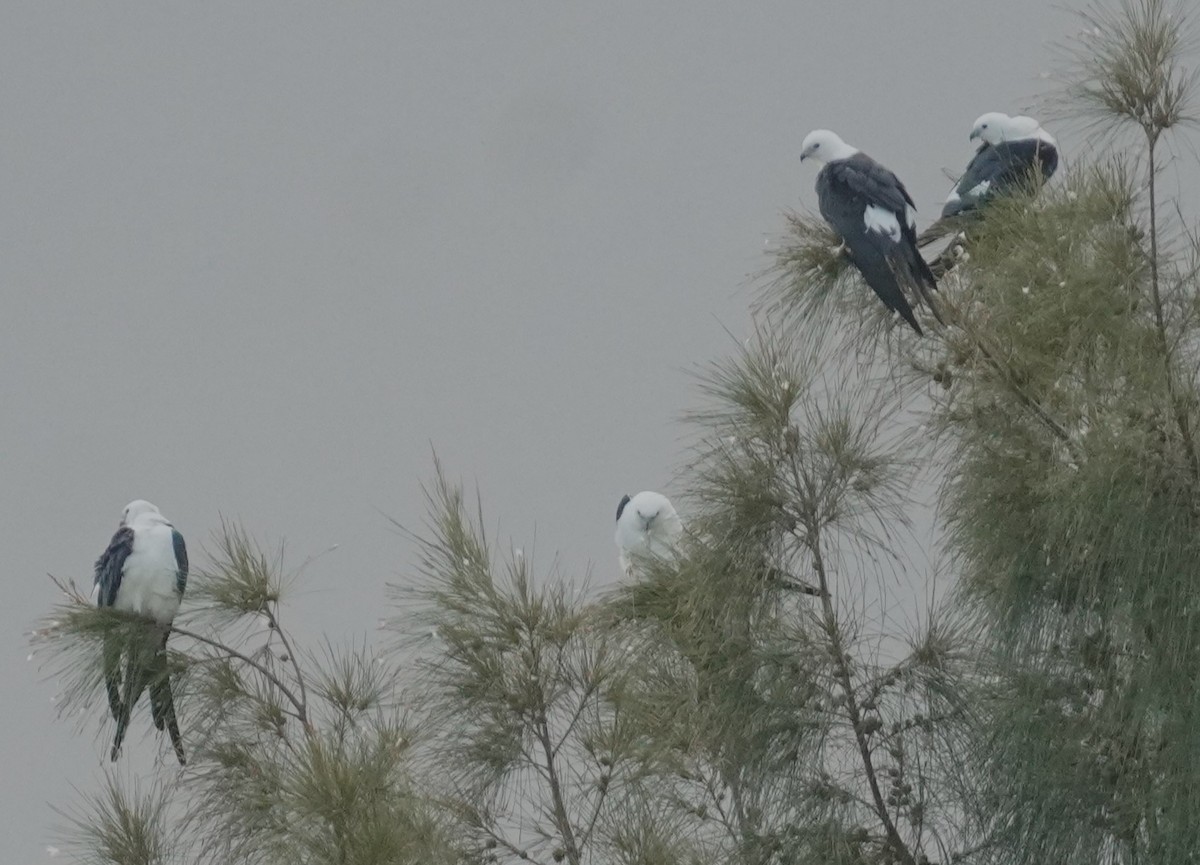 Swallow-tailed Kite - ML638710103