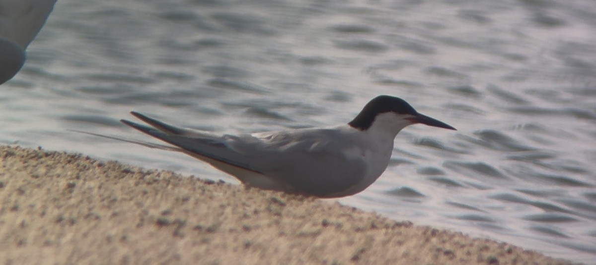 Roseate Tern - ML638710107