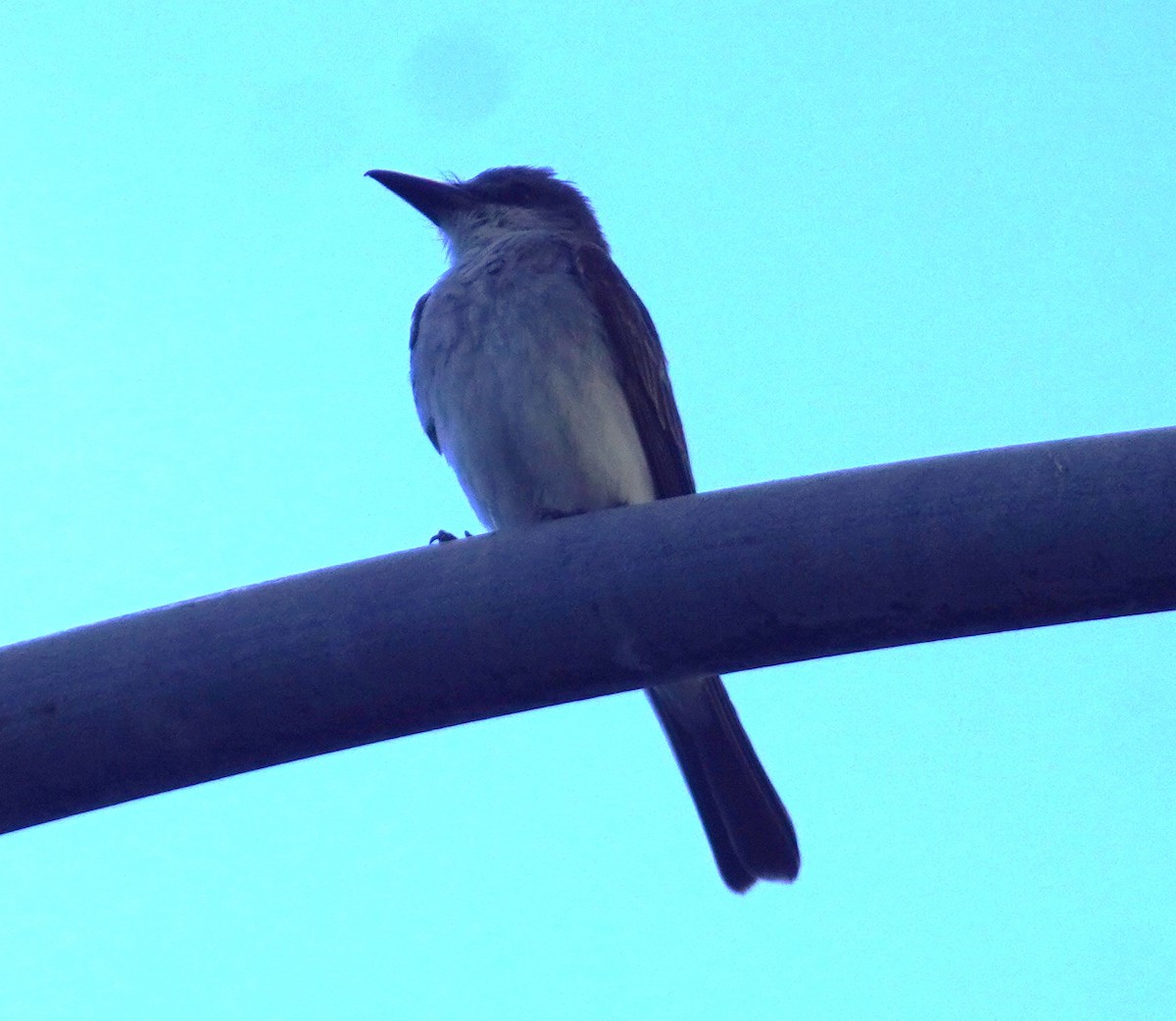Gray Kingbird - ML638710110