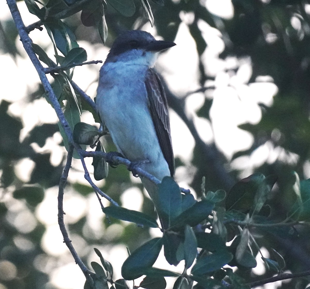 Gray Kingbird - ML638710111