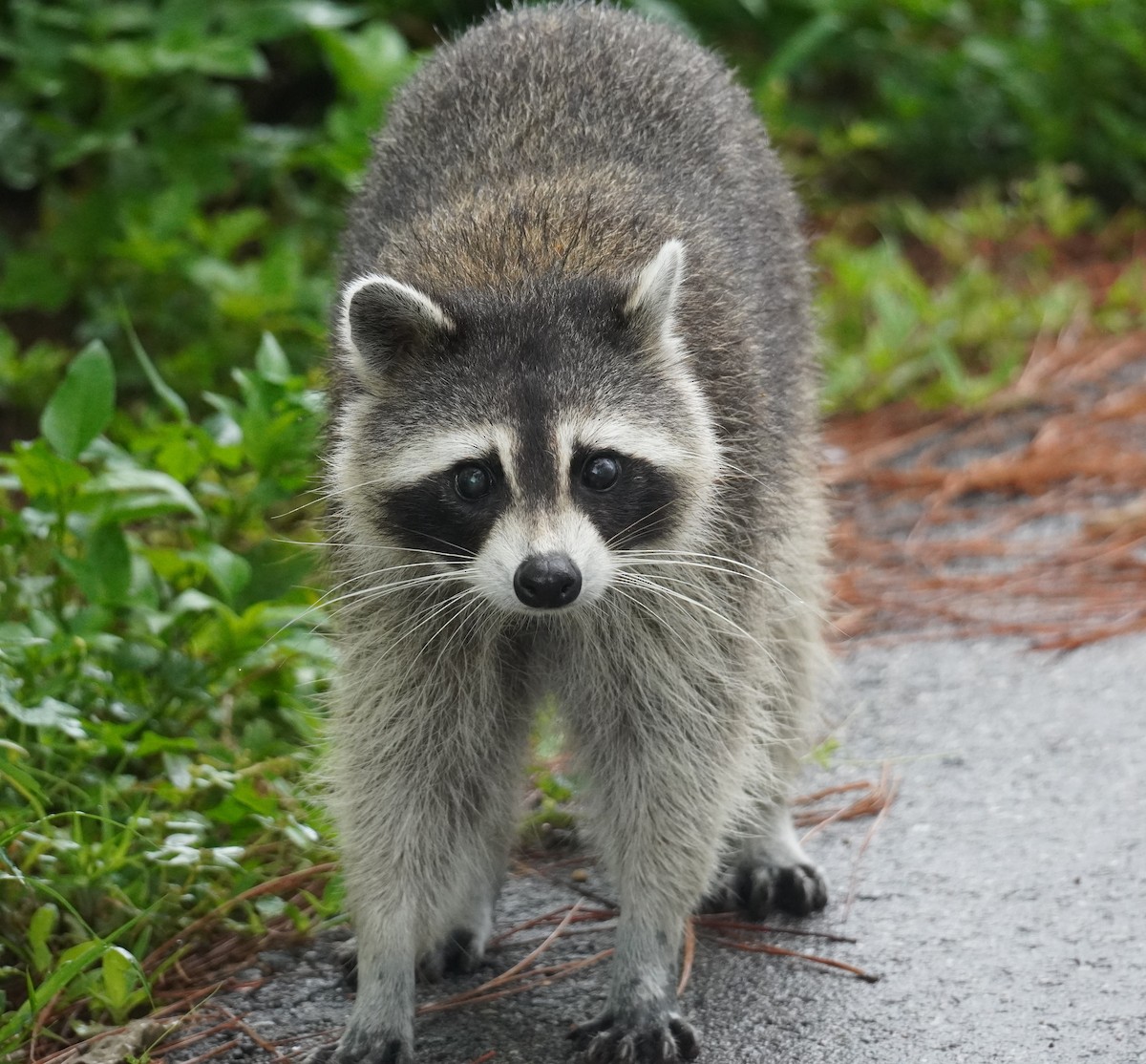 Florida Raccoon - ML638710115