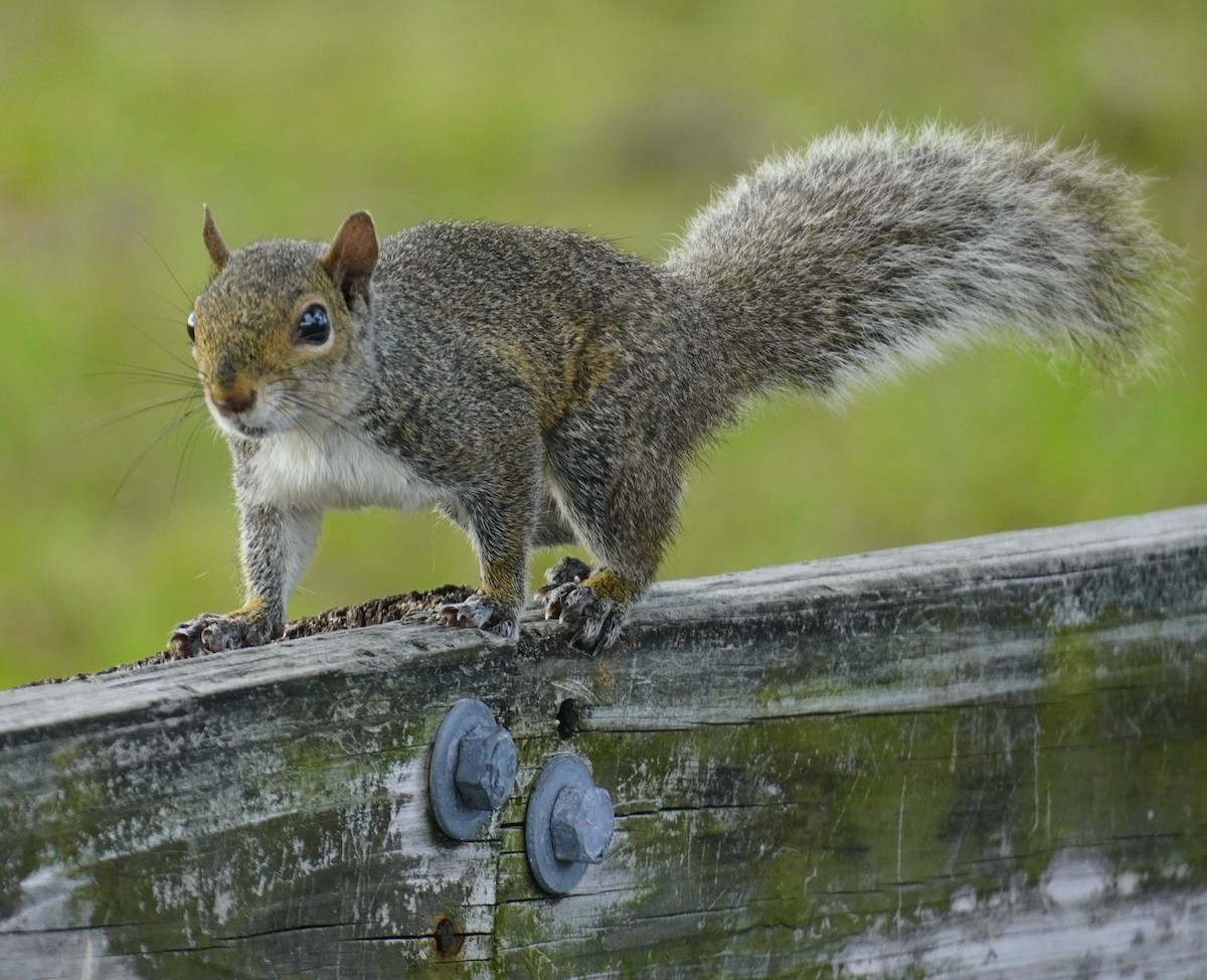 Eastern Gray Squirrel - ML638710116