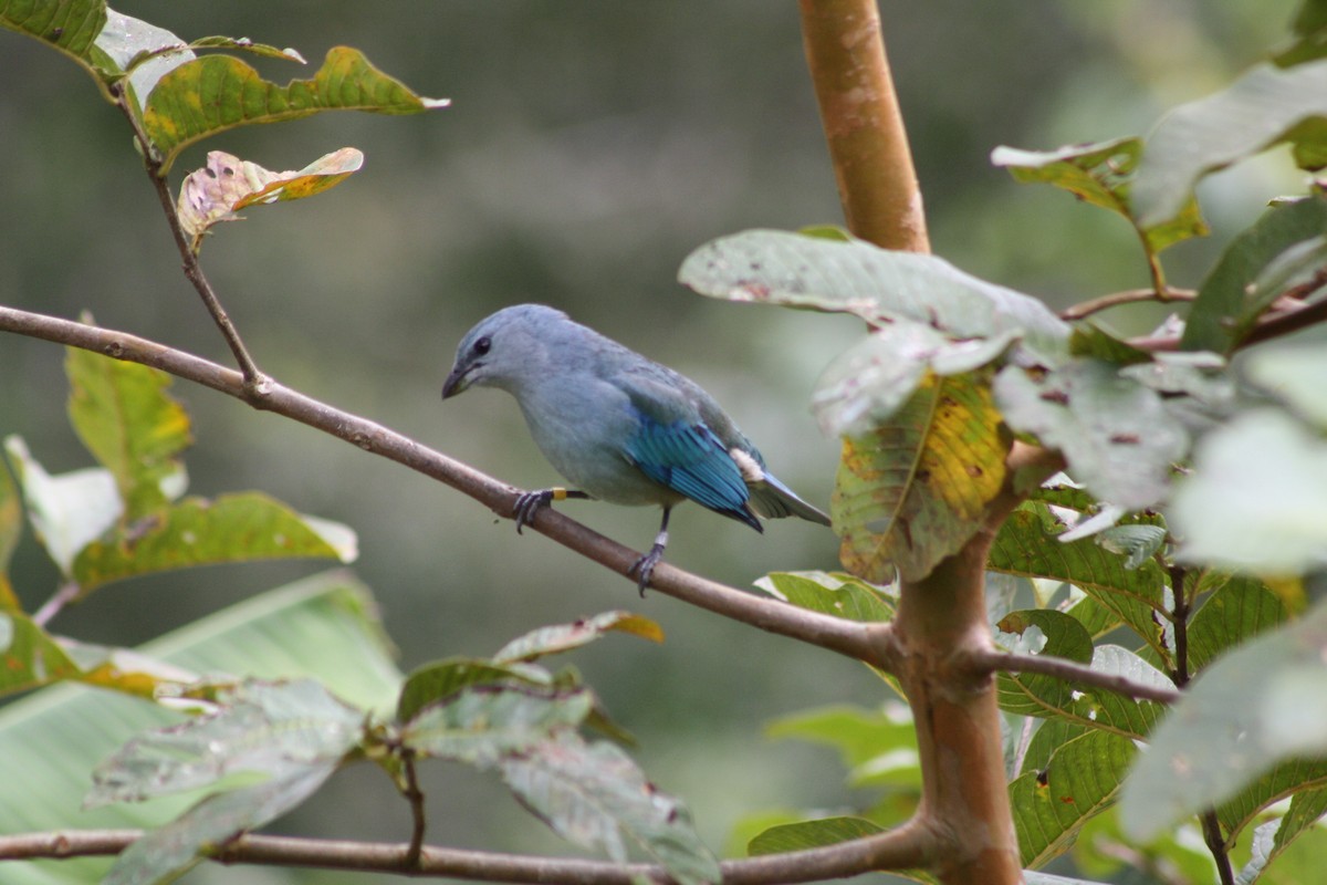 Azure-shouldered Tanager - ML638710126