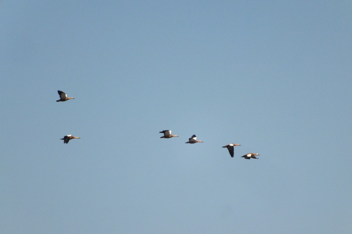 Ruddy Shelduck - ML638710128