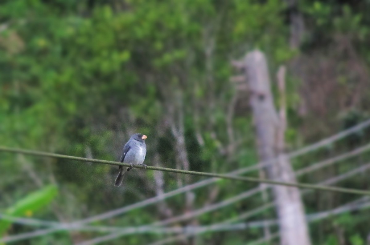 Gray Seedeater - ML638710130