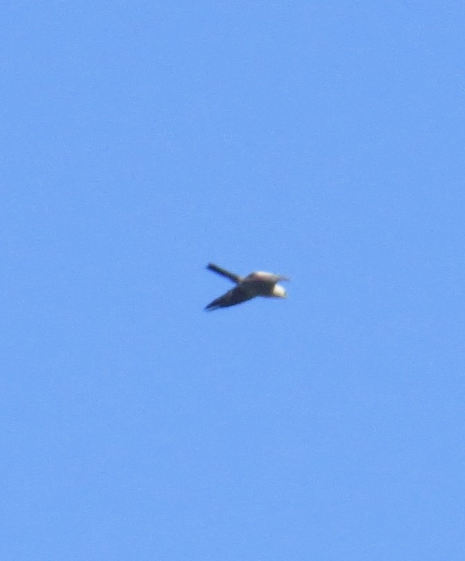 Mississippi Kite - ML638710149