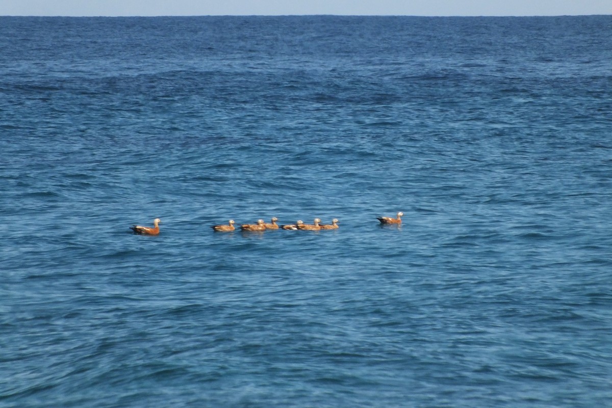 Ruddy Shelduck - ML638710179