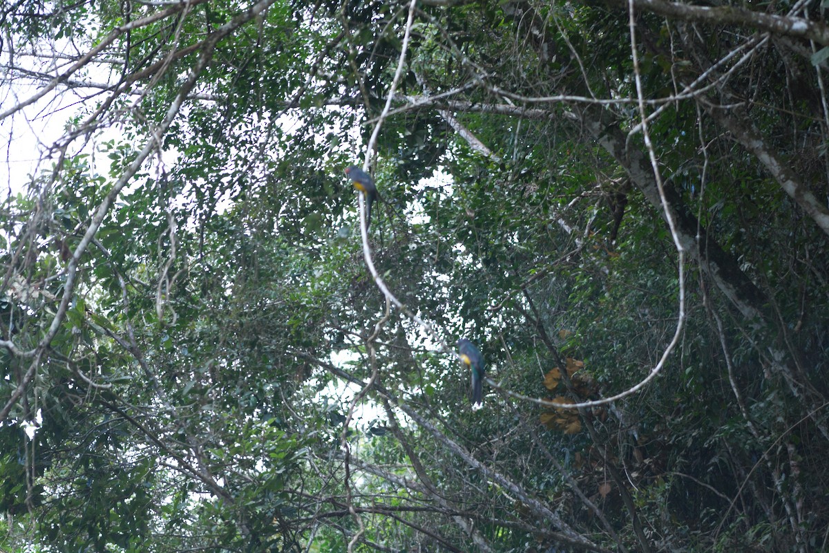 Violaceous Euphonia - ML638710186