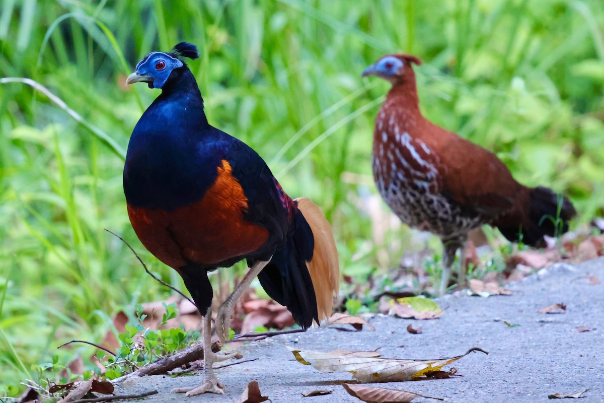 Bornean Crested Fireback - ML638710196