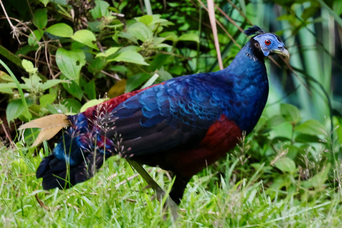 Bornean Crested Fireback - ML638710197