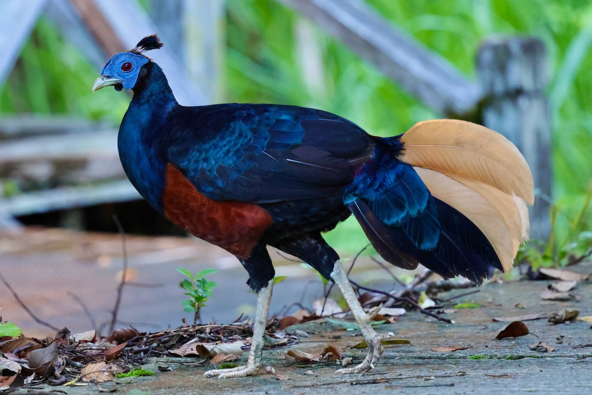 Bornean Crested Fireback - ML638710199