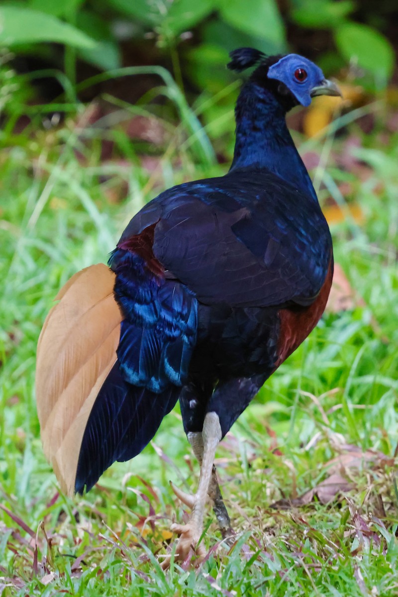 Bornean Crested Fireback - ML638710200
