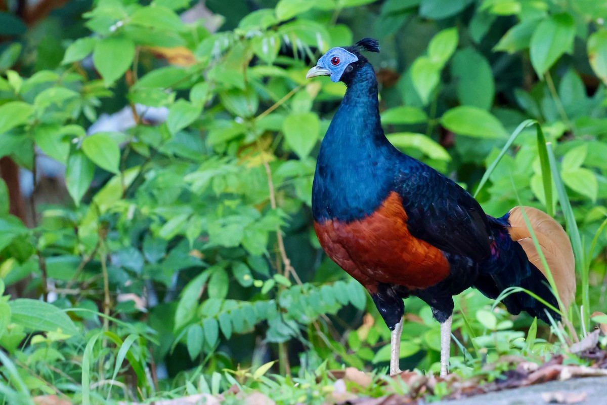 Bornean Crested Fireback - ML638710202