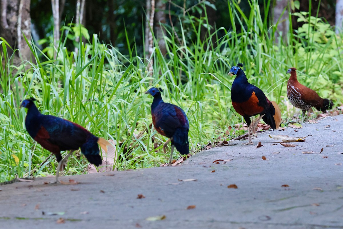 Bornean Crested Fireback - ML638710203