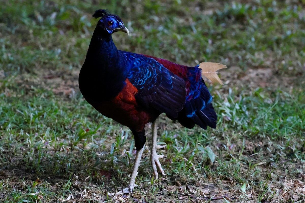 Bornean Crested Fireback - ML638710204