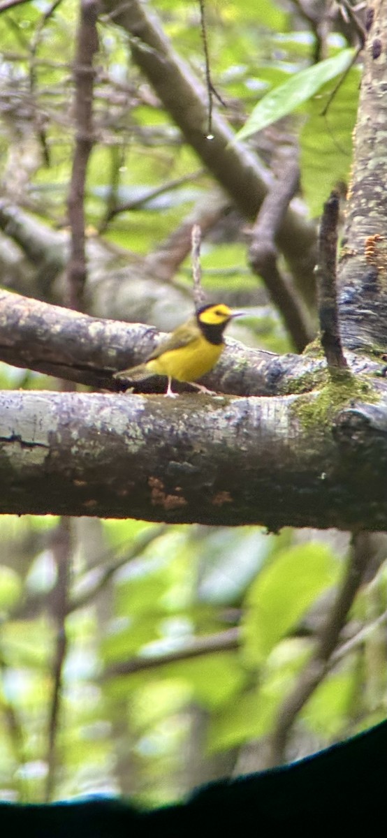 Hooded Warbler - ML638710215