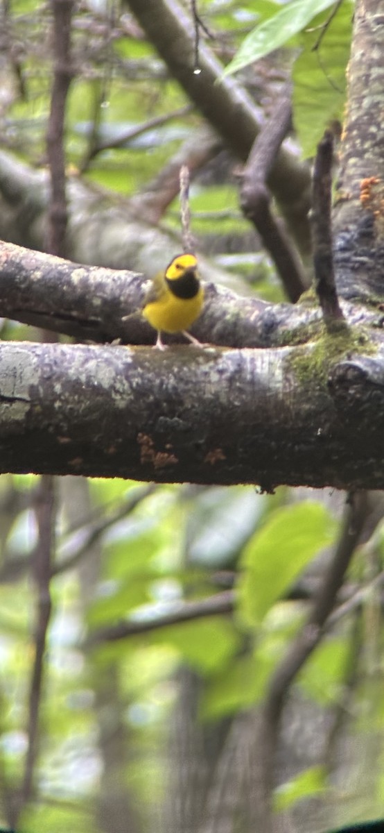Hooded Warbler - ML638710216