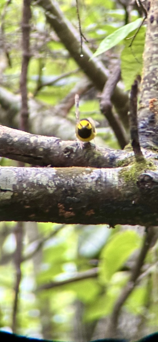 Hooded Warbler - ML638710217