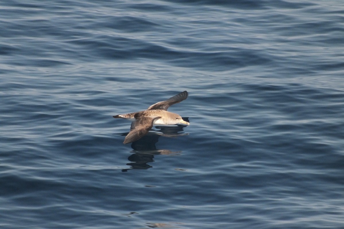 Scopoli's Shearwater - ML638710232