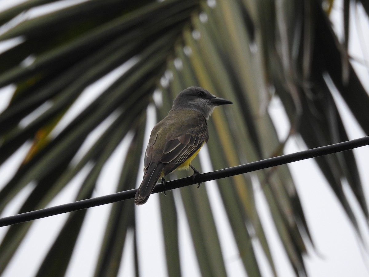 Tropical Kingbird - ML638710266