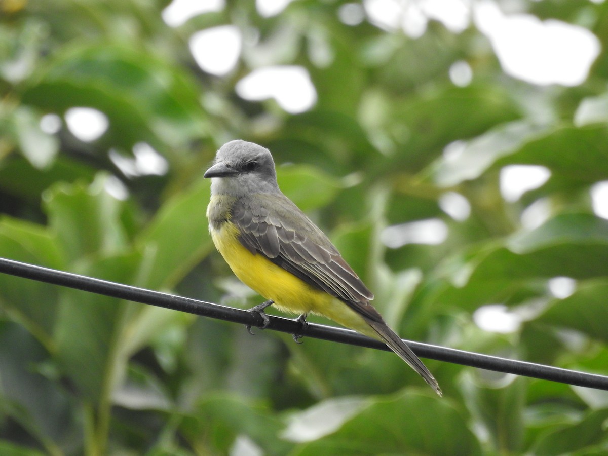Tropical Kingbird - ML638710267