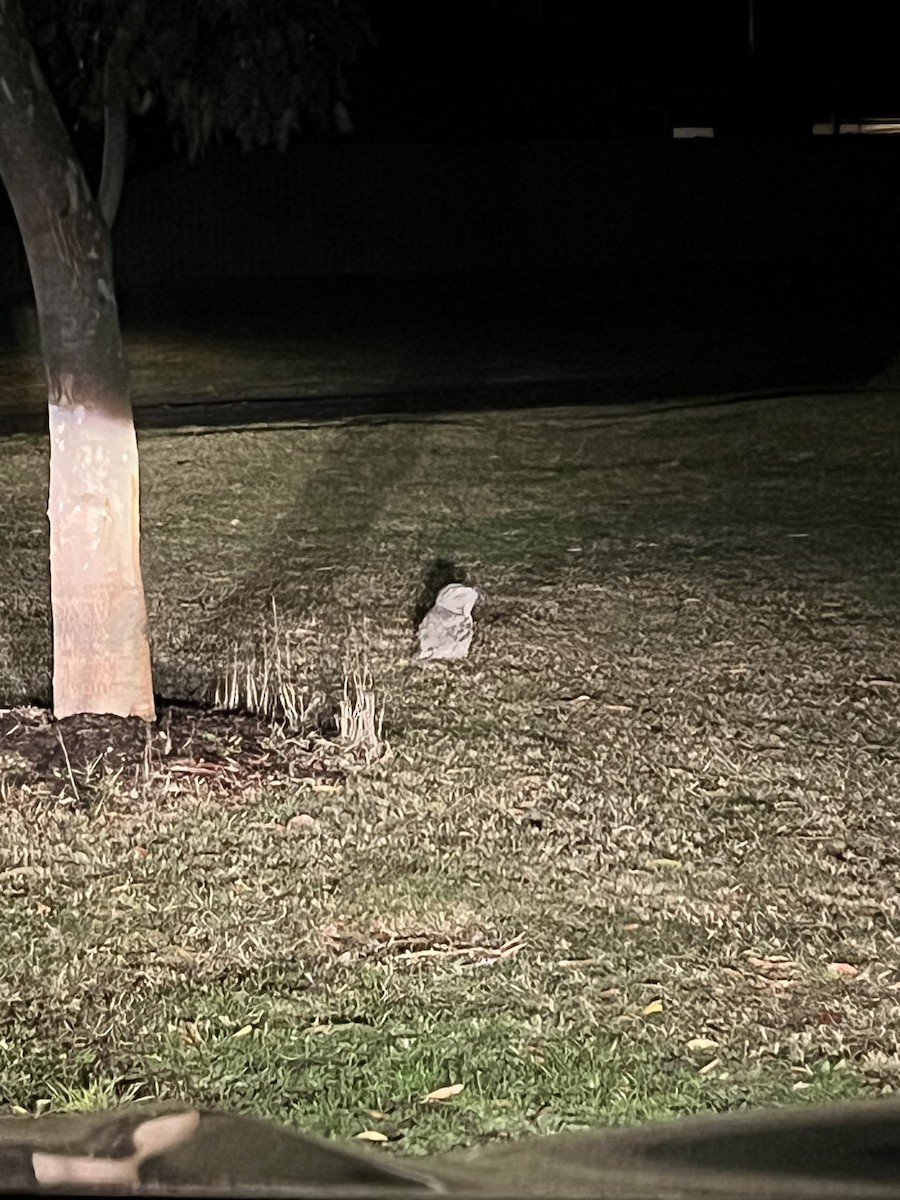 Tawny Frogmouth - ML638710269