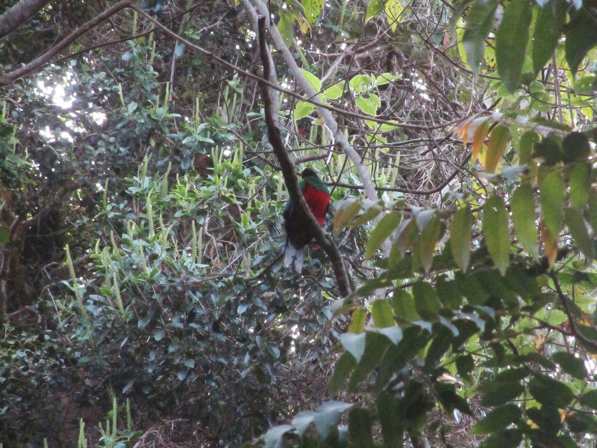 White-tipped Quetzal - ML638710274