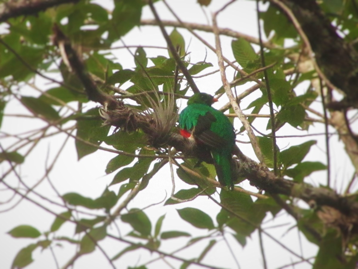 Quetzal Fúlgido - ML638710282