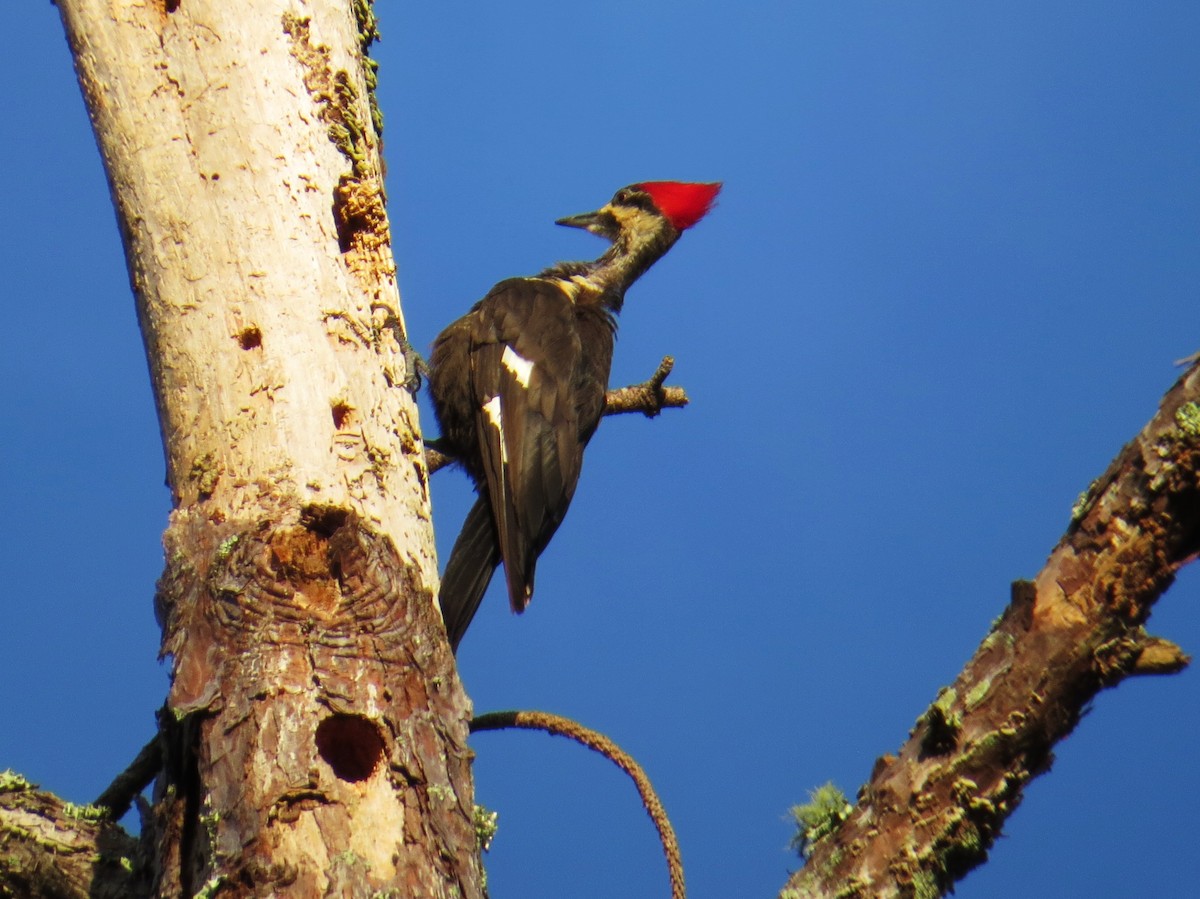 Pileated Woodpecker - ML638710304