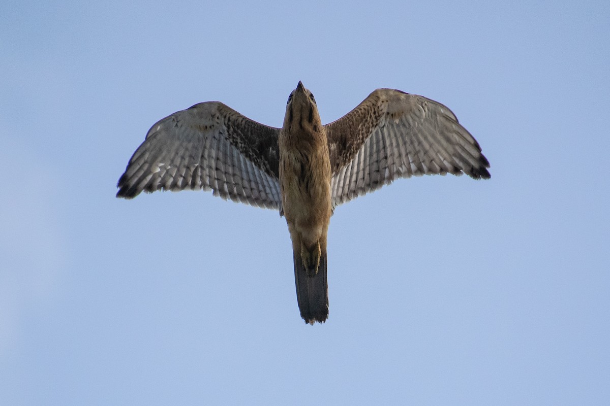 White-eyed Buzzard - ML638710306