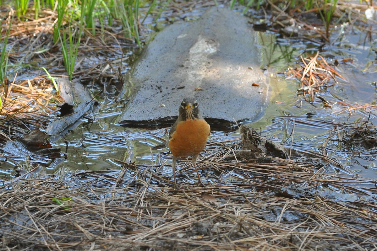 American Robin - ML638710360