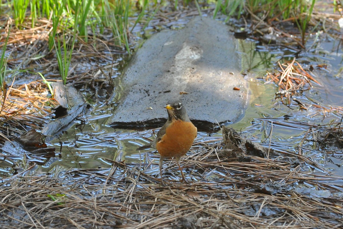 American Robin - ML638710361