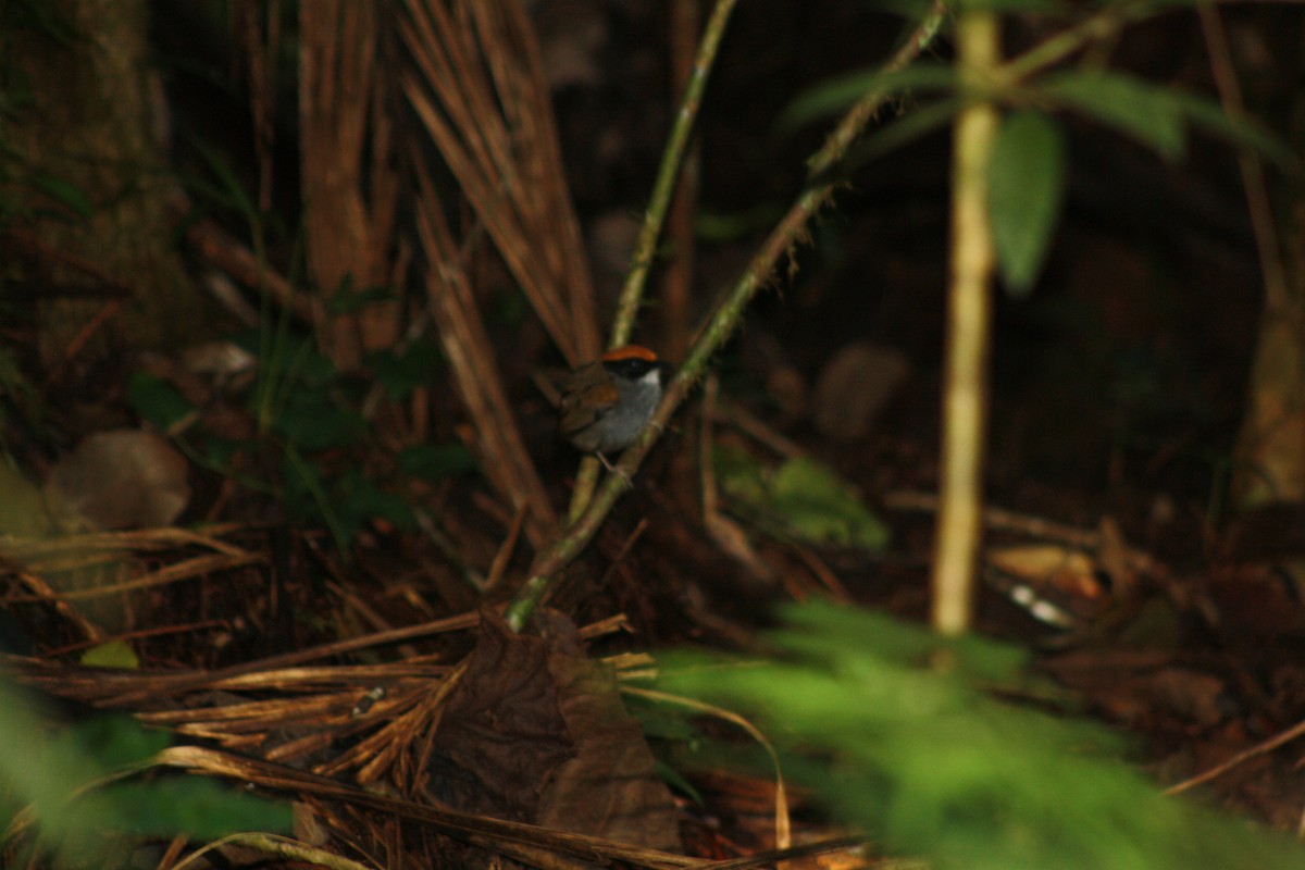 Black-cheeked Gnateater - ML638710389