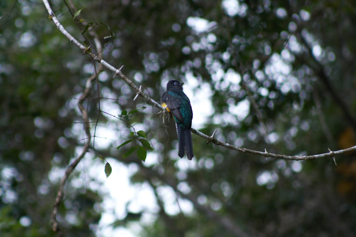 trogon zelenohřbetý - ML638710432