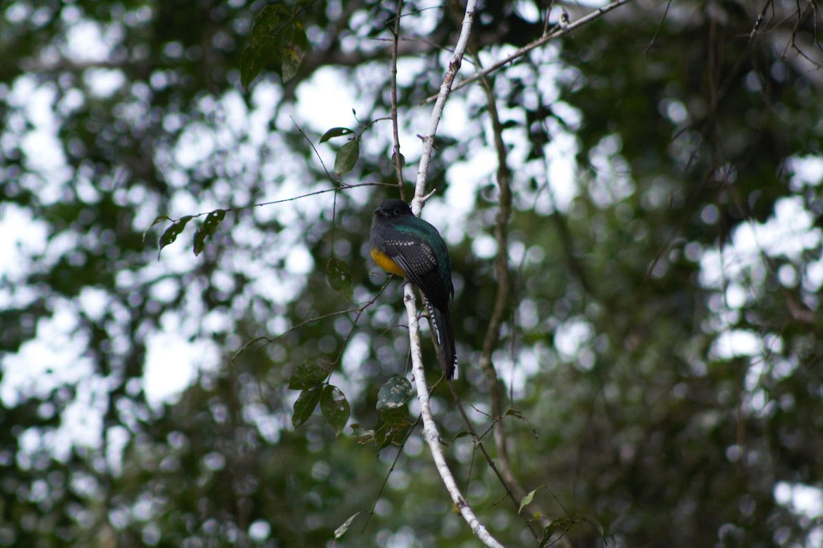 trogon zelenohřbetý - ML638710433