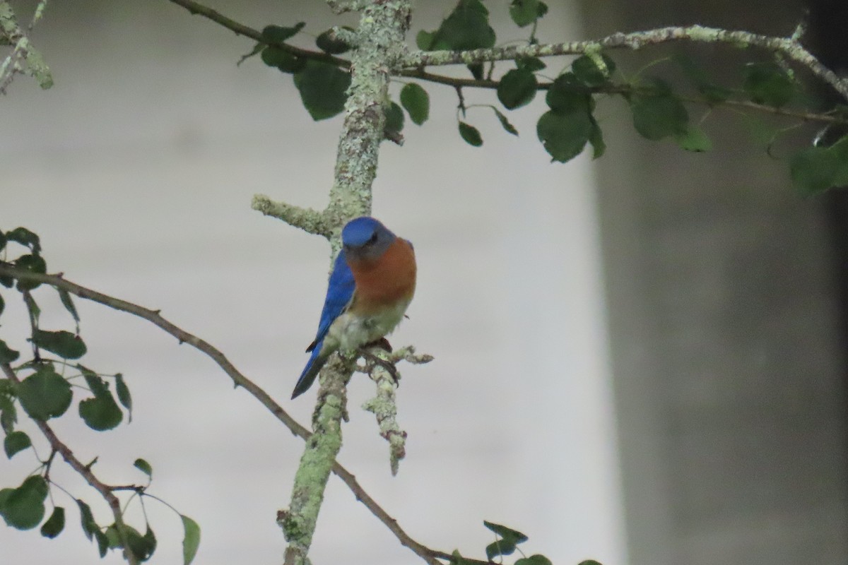 Eastern Bluebird - ML638710441