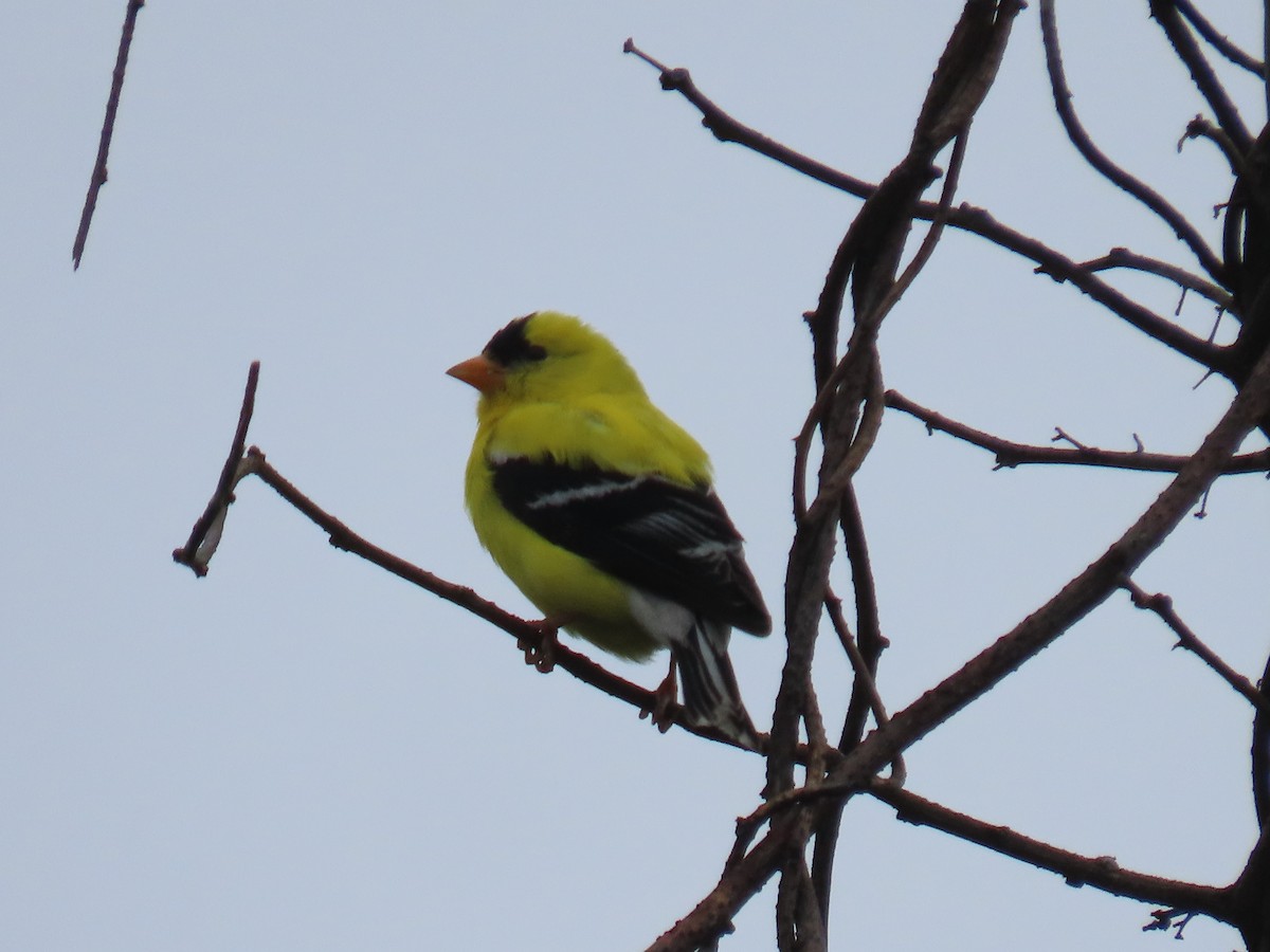 gulstillits - ML638710507