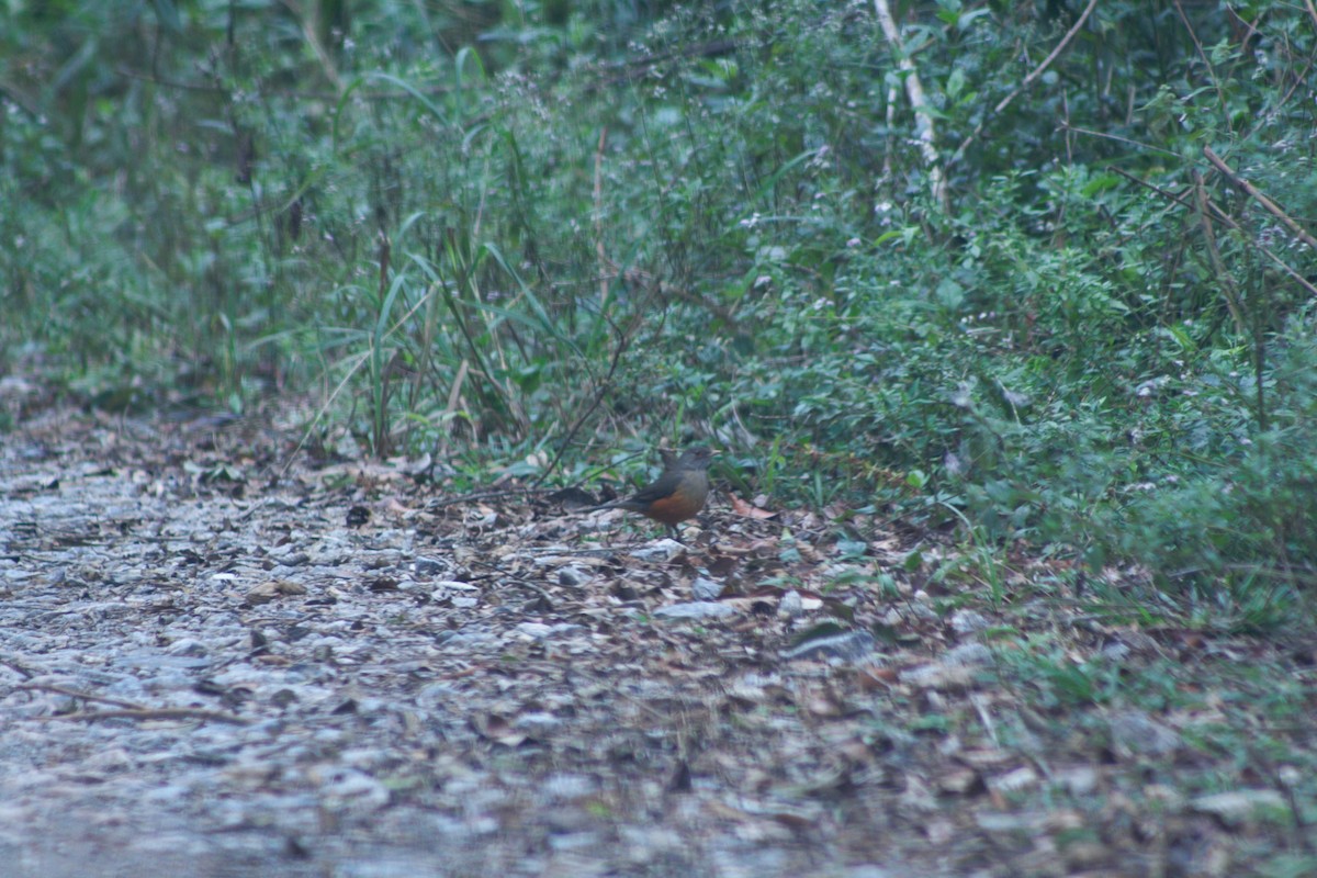 Rufous-bellied Thrush - ML638710539