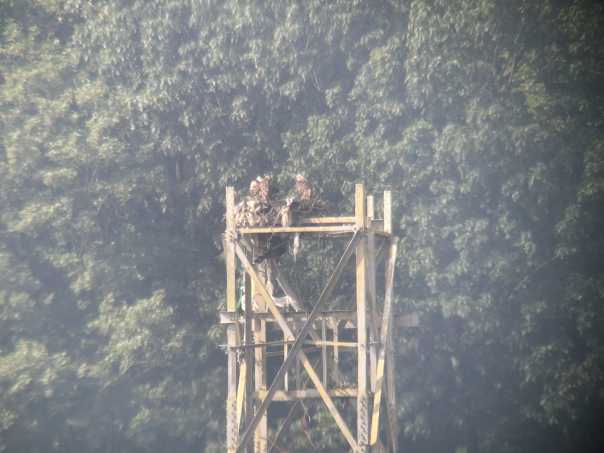 Fischadler - ML638710576