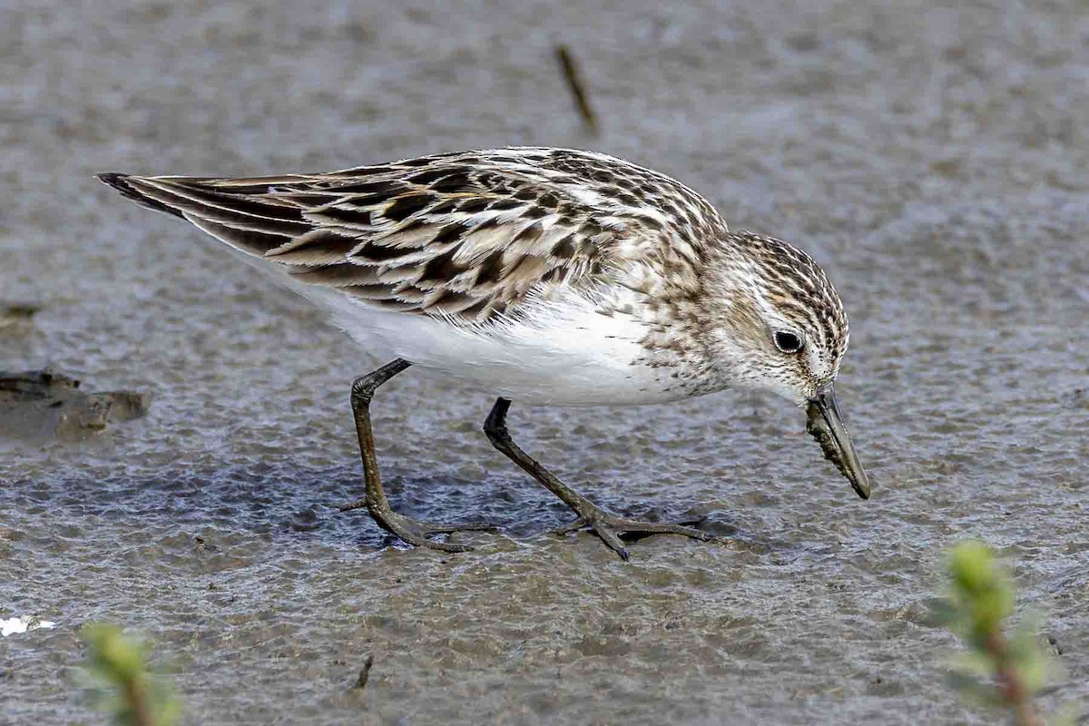 Semipalmated Sandpiper - ML638710578