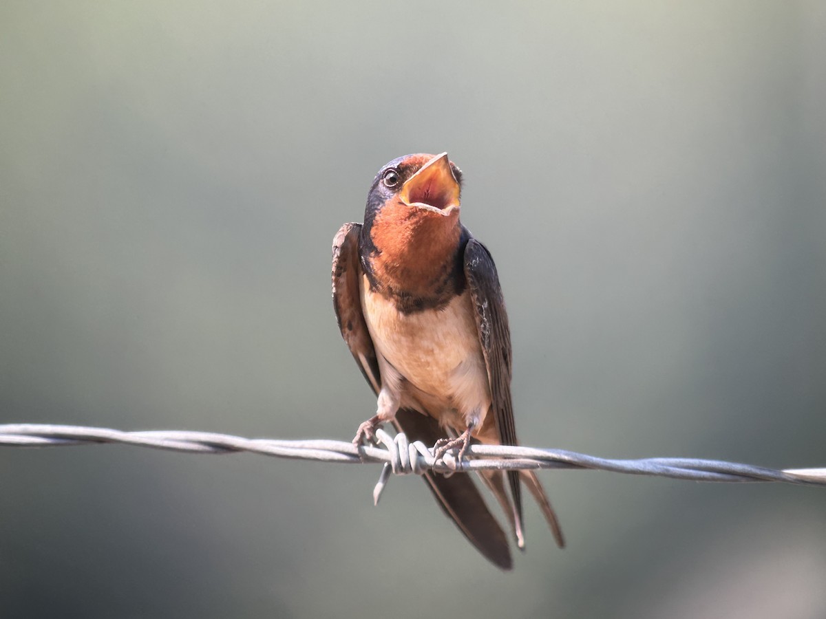 Rauchschwalbe - ML638710579