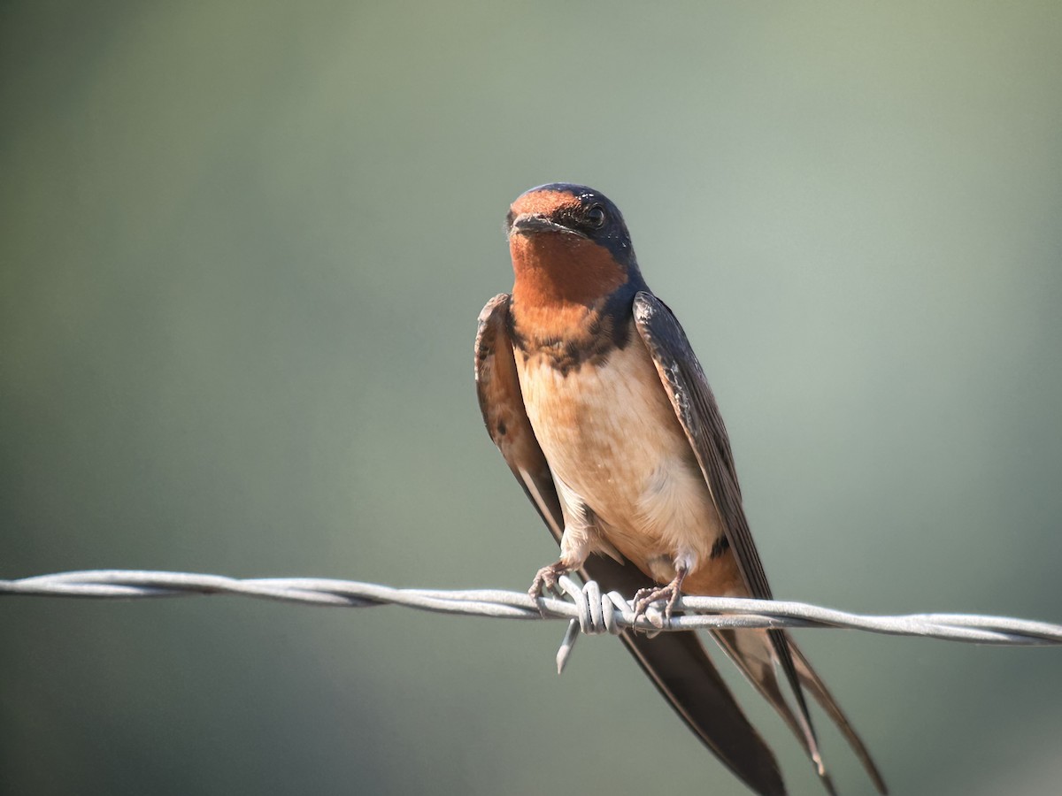 Rauchschwalbe - ML638710580