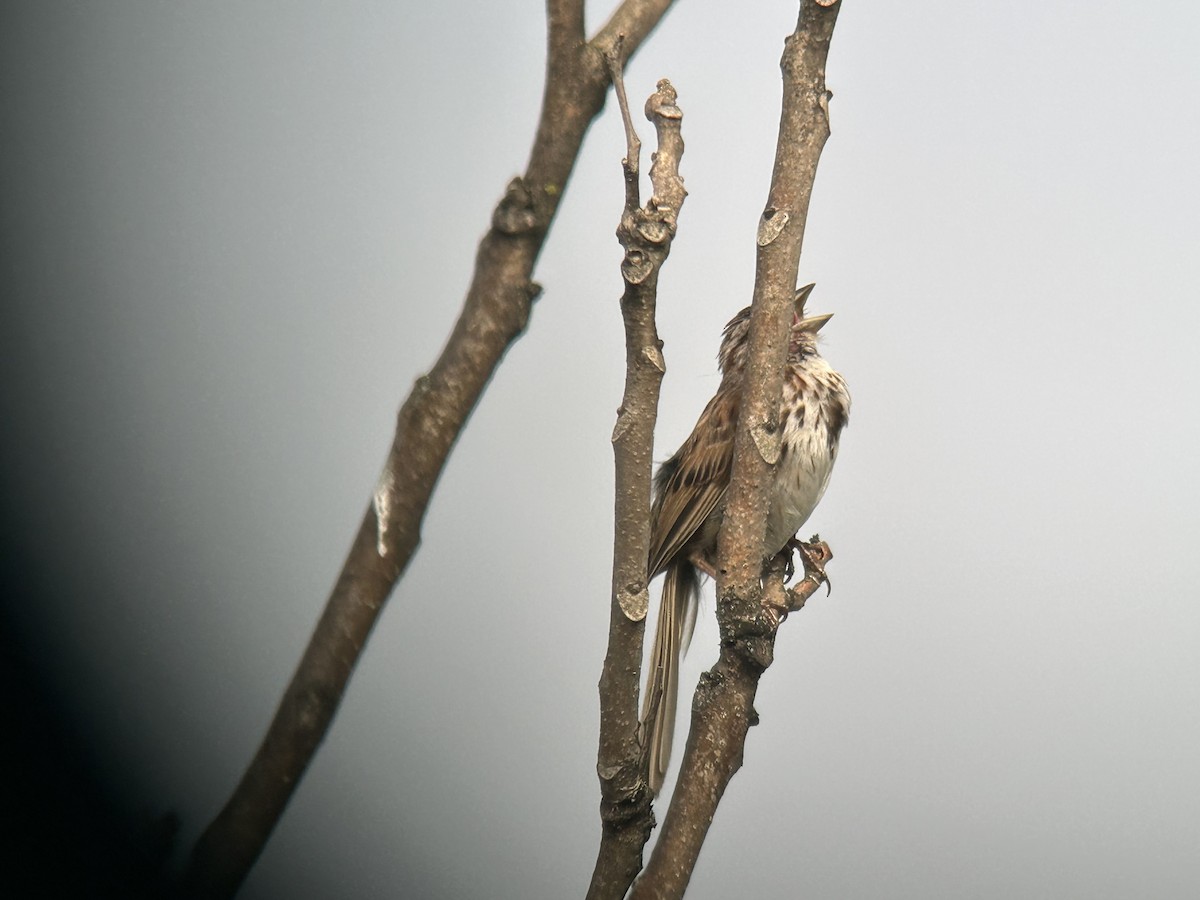 Singammer - ML638710582