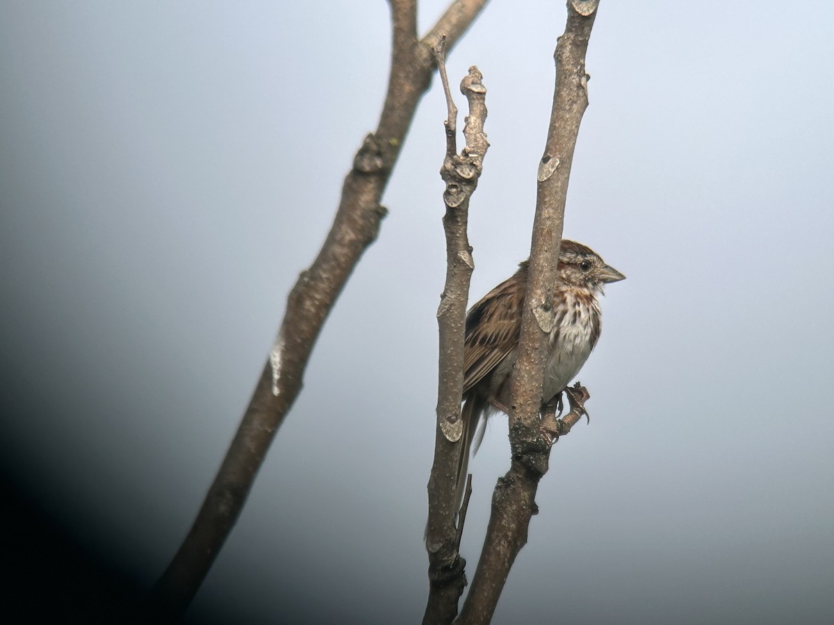 Singammer - ML638710583