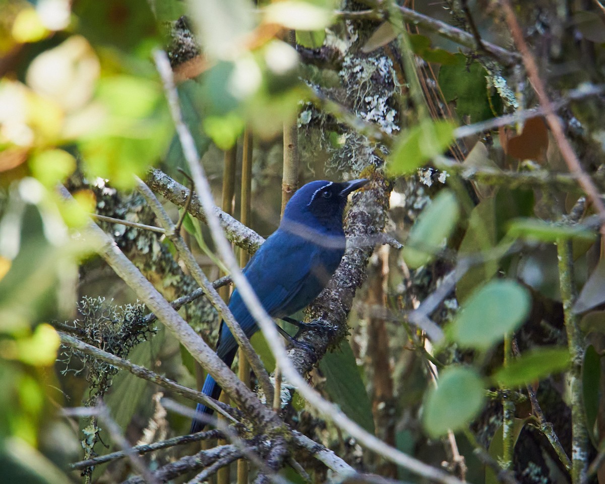 mayaskrike - ML638710584